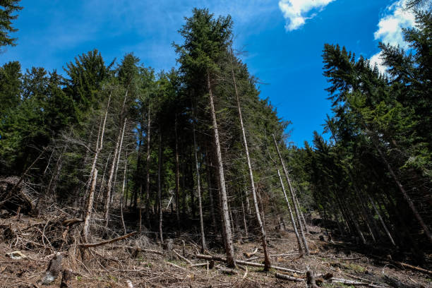 Catastrophic Forest decline Catastrophic Forest decline near a protection forest in the european alps forest dieback stock pictures, royalty-free photos & images