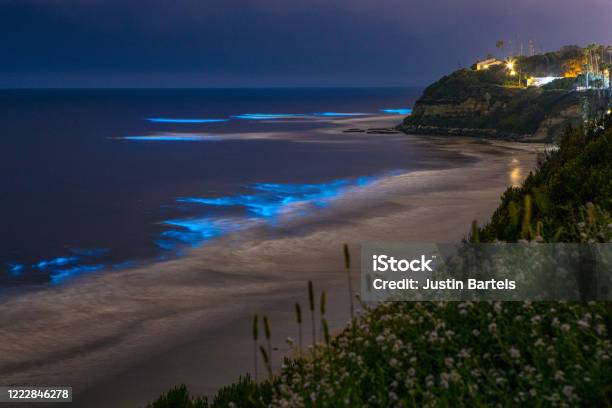 Bioluminescence Coastline Stock Photo - Download Image Now - Bioluminescence, Beach, San Diego