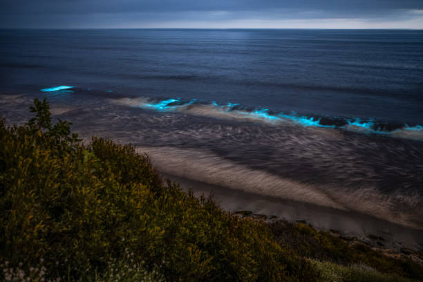 litoral da bioluminescência - california encinitas beauty in nature blue - fotografias e filmes do acervo