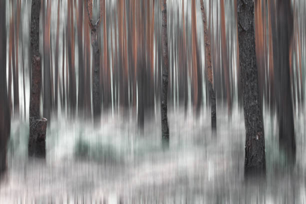 Defocused sunset view with sunlight filtering through tree branches background