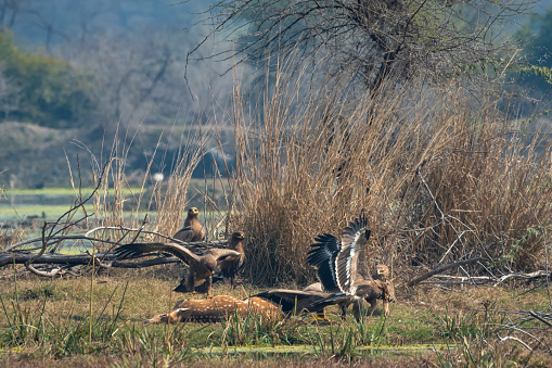 steppe eagle flock fight full wingspan over spotted deer kill and eastern imperial eagle watching it. Action scene in group of wild animals at keoladeo national park or bharatpur bird sanctuary india