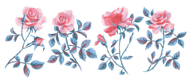 장미 컬렉션입니다. 큰 단일 꽃 세트. - flower head flower blossom botany stock illustrations