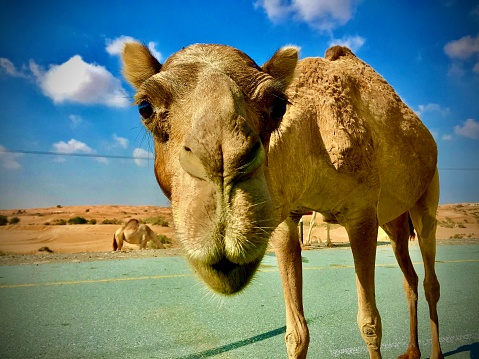A Dubai camel roaming the sandy roads was as curious about me, as I was of it. Close-up encounter