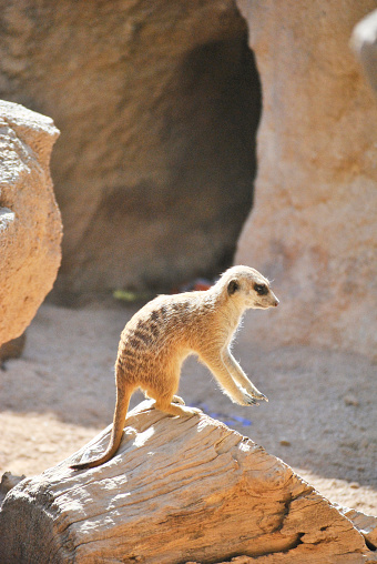 A meerkat watching the landscape with its legs raised