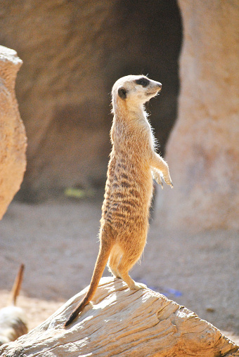 A meerkat watching the landscape with its legs raised. Colors of nature