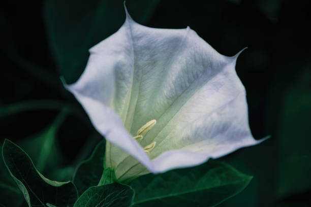 White Datura flower lily in a summer fresh garden White delicate fragrant Datura flower among bright fresh green leaves. Beautiful flower and medicinal plant in the summer garden egyptian lotus flower border stock pictures, royalty-free photos & images