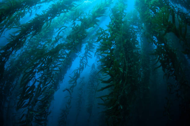 istock Green and Blue Kelp Forest in California 1222851172