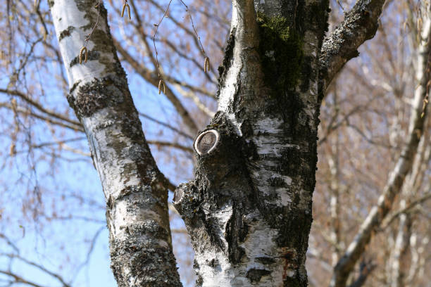 Birch trunk with a in the forest Birch trunk with a knot in the forest birch gold complaints stock pictures, royalty-free photos & images