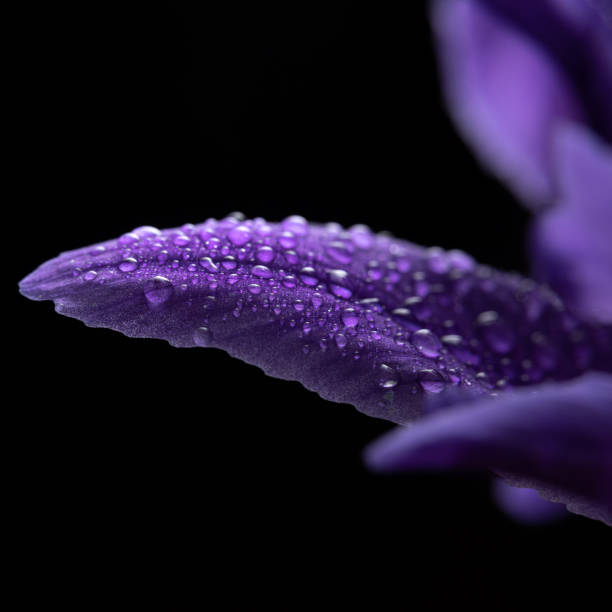 istock Flower petal with drops 1222851222