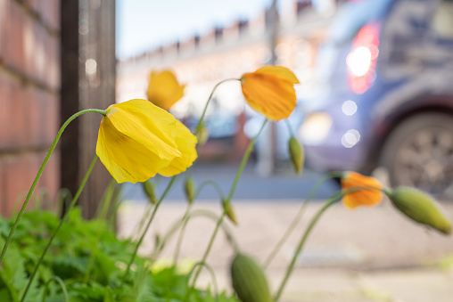 Wild poppies (Welsh Poppy) in bloom by the verge of a footpath on a city street with Victorian terraced housing.  Belfast, Northern Ireland.
