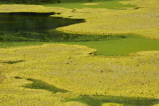 Lagoon full of vegetation with a frog in the middle. Colors of nature