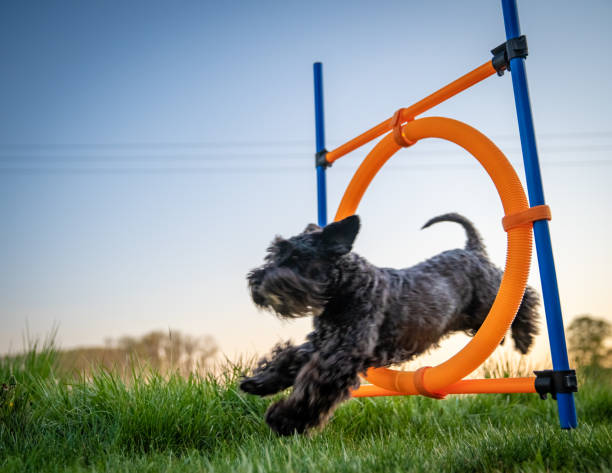 Collie dog weaving in and out of poles during an agility course