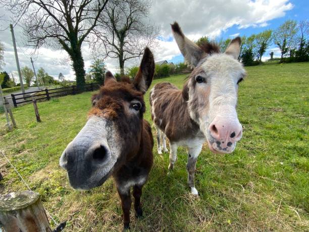 istock Pet donkeys in the Irish fields 1222852498
