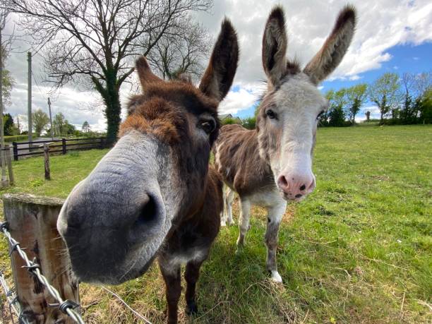 istock Pet donkeys in the Irish fields 1222852501