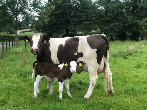 istock Cow with her calf in the field 1222852535