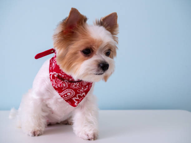 istock Cute puppy dog biewer Yorkshire terrier with red collar on blue background 1222853802