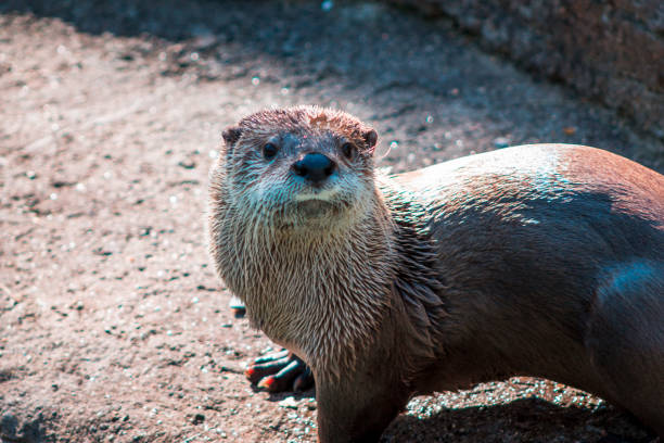 Otter playing at on a sunny day at the John Ball Zoo