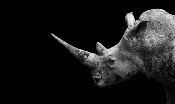 Rhino on the black background Rhino on the black background animal welfare photos stock pictures, royalty-free photos & images