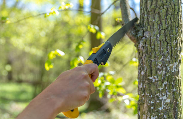 istock pruning a tree with a hand saw in the woods 1222856141
