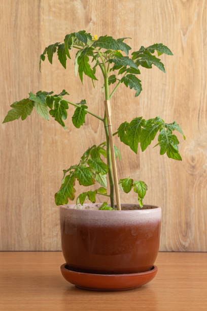 istock Blooming cherry tomato houseplant 1222856283