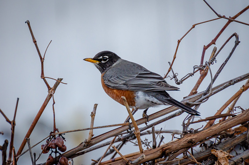 An American Robin feasts on old grapes on a vine in a backyard in Winnipeg, Manitoba. Springtime. Day.