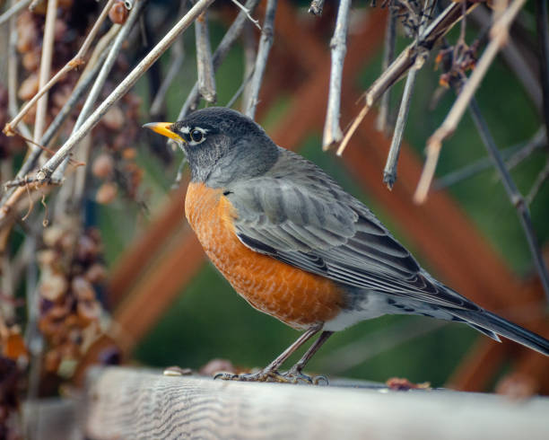 istock American Robin in the backyard in the springtime in Winnipeg, Manitoba 1222856712