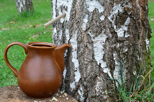 Birch spring detox juice collecting drop by drop,  using elder tube and ceramic carafe, side view, horizontal orientation
