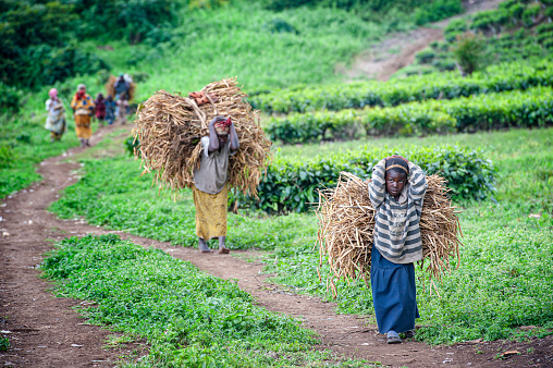 Buyungule Village, South-Kivu, Congo, Democratic Republic - January 05, 2011: Mother and daughter from the Batwa Pygmies are carrying a heavy load of beans from the fields into their village. Buyungule is a village of the Batwa Pygmies, the native people of the Kahuzi Biega area.\nKahuzi-Biega Forest was the home of Batwa pygmies before it  was gazeeted as a National Park in 1970.  The life of the pygmy people was closely linked to the forest – there they found all what they needed for their life (food, medicine, shelter, etc.).  After the loss of their original habitat a lot of Pygmy people feel that they have lost their dignity as human being.