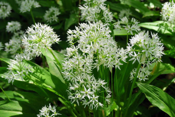 blooming ail sauvage - herbal medicine nature ramson garlic photos et images de collection