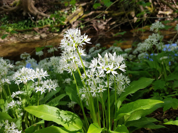 ajo silvestre en flor - herbal medicine nature ramson garlic fotografías e imágenes de stock