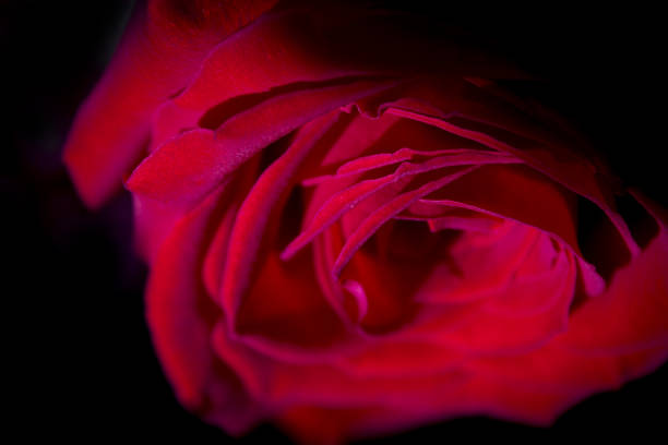 istock Red rose with dark backlight. No people 1222859996