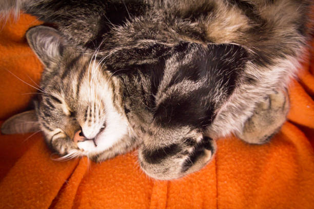 istock Fully asleep tabby cat. No people 1222860143
