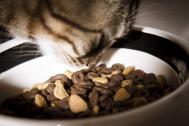 istock Tabby cat eating holistic feed. No people 1222860272