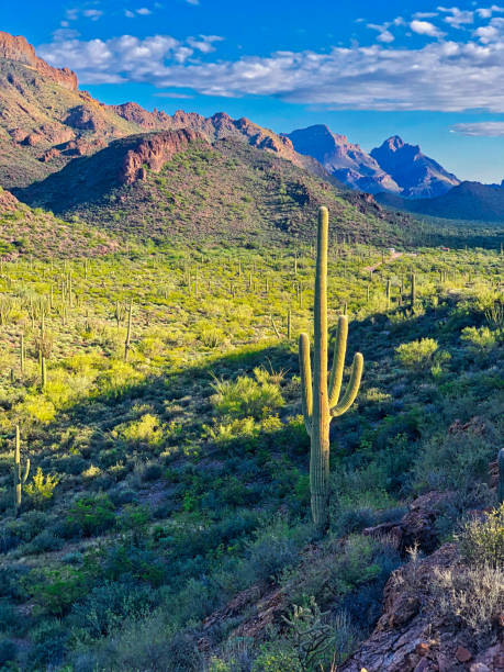 istock Saguaro cactus in National Park, Arizona 1222860315