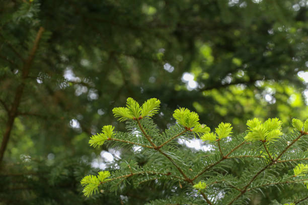 istock Young shoots on a fir branch in the forest 1222860319