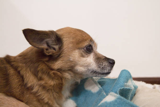 istock Small shorthaired dog without defined breed. No people 1222860360