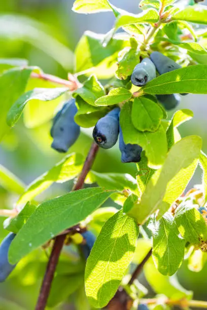 Honeysuckle berries at branch  - Lonicera Caerulea kamtschatica. Blue Honeyberry