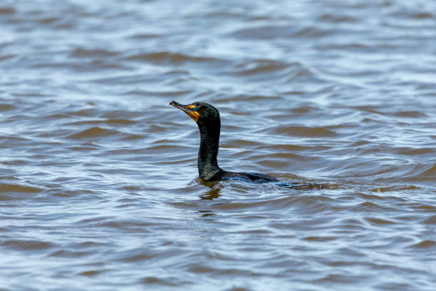 istock Double crested cormorant on lake Michigan. 1222863156