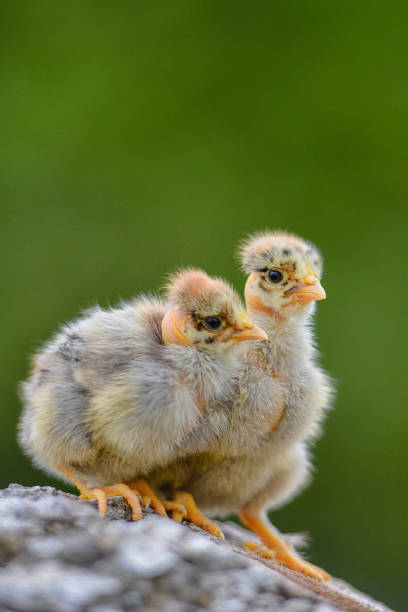 istock Naked neck chicken 1222863162