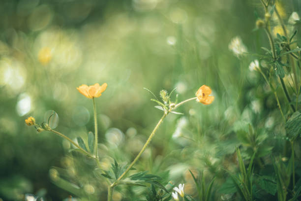 Buttercup flower in the meadow vintage lens rendering