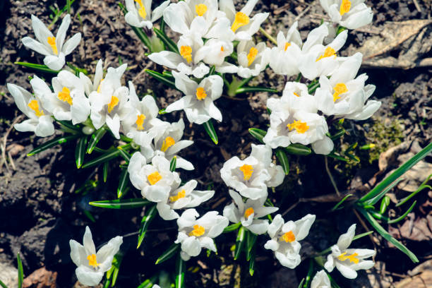 istock Beautiful blooming crocuses in garden 1222863872