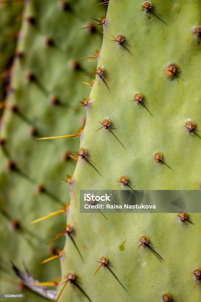 Extreme closeup of cow's tongue prickly pear cactus or lengua de vaca cactus Flat, green cactus with thorns New Mexico Stock Photo