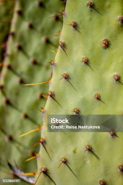 Extreme Closeup Of Cows Tongue Prickly Pear Cactus Or Lengua De Vaca Cactus Stock Photo - Download Image Now