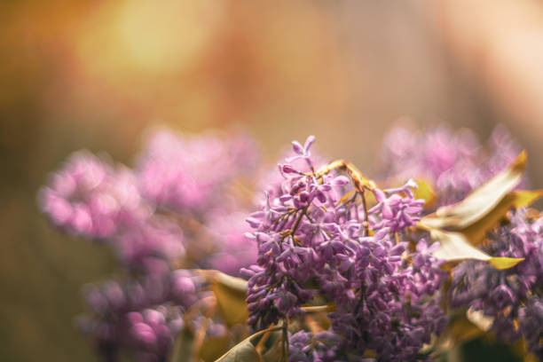 lilac flowers vintage lens rendering