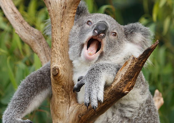 Koala Yawning Stock Photo - Download Image Now - Koala, Humor, Animal -  iStock
