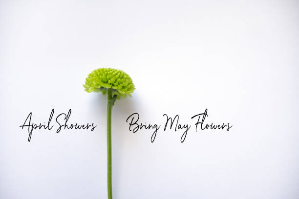 istock Green chrysanthemum on white background with Copy 1222866294