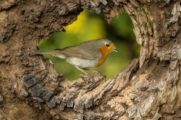 Robin Redbreast (Scientific name: Erithacus rubecula) Close up of an adult Robin perched inside the hollow of a fallen log in Springtime.  Blurred green background.  Space for copy.