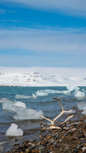 istock antler on the beach in Svalbard 1222866412