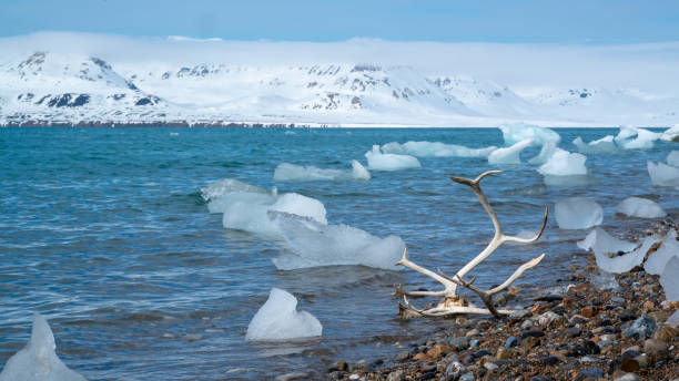 istock antler on the beach in Svalbard 1222866464