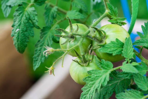 Young Green Tomato with flower bud
